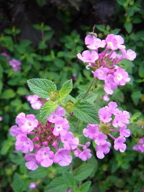 Lantana montevidensis